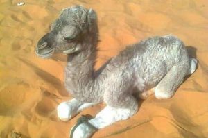 Baby Camel